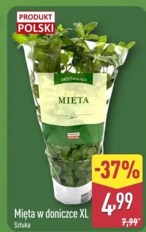 mięta