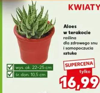 aloes