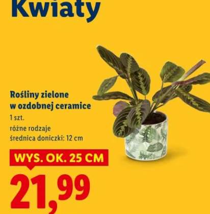 nawóz do roślin zielonych