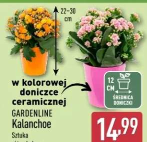 kalanchoe