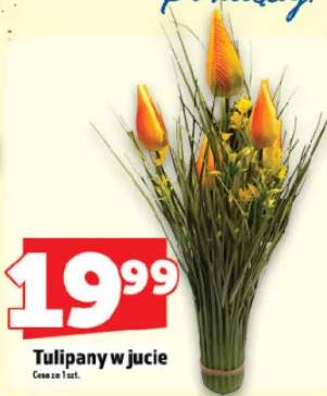 tulipany