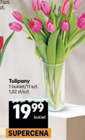 tulipany
