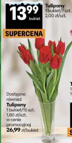 tulipany