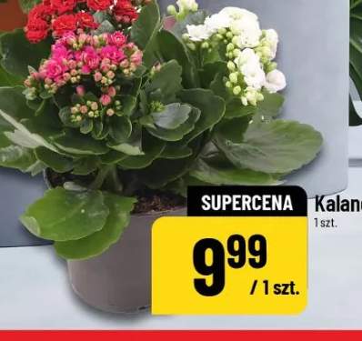 kalanchoe