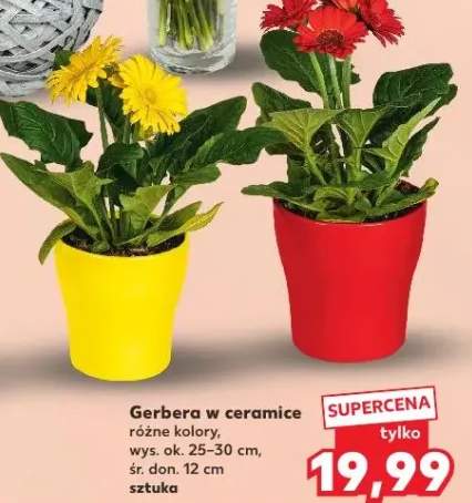 gerbera