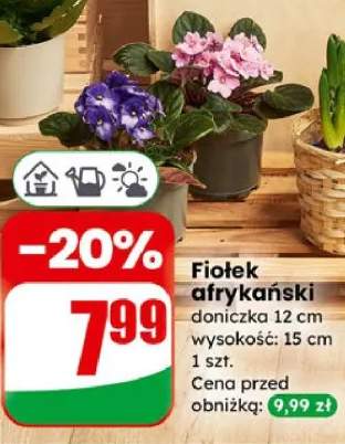 fiołek