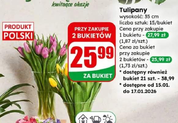 tulipany