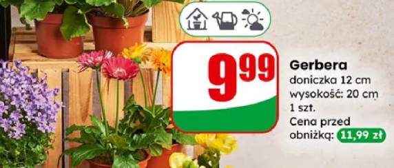 gerbera