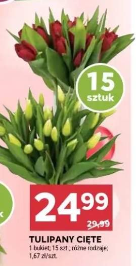 tulipany