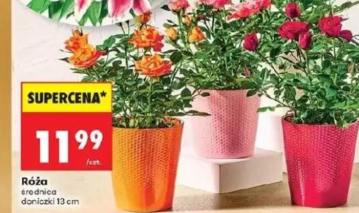 róża w doniczce