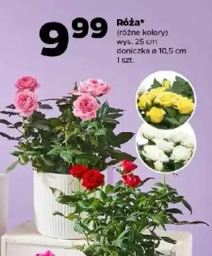 róża w doniczce