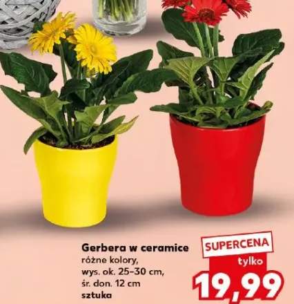 gerbera