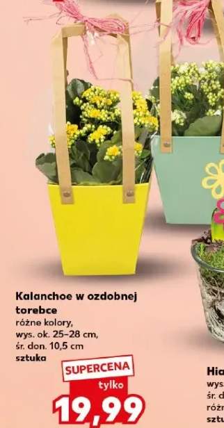 kalanchoe