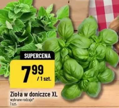 zioła w doniczce
