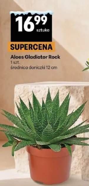 aloes
