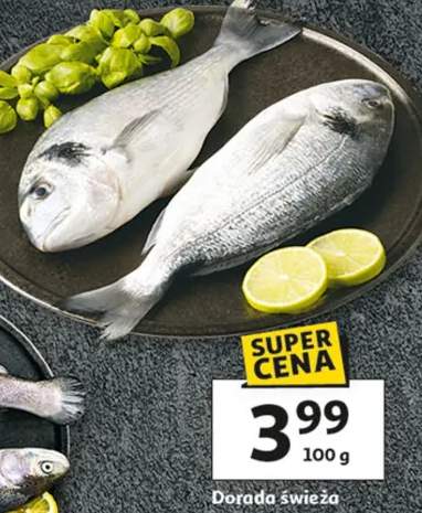 dorada świeża