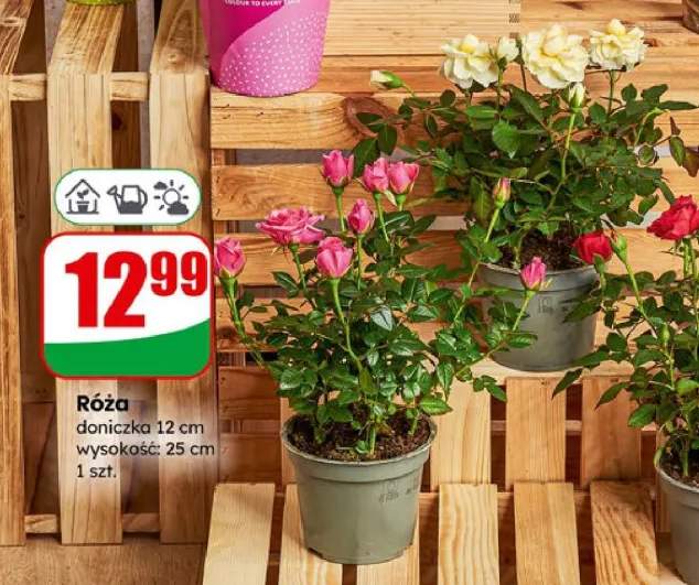 róża w doniczce
