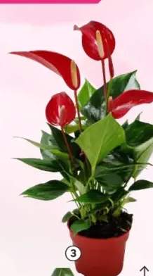 Anturium