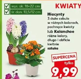 kwiaty
