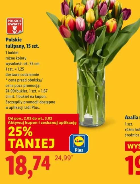 tulipany
