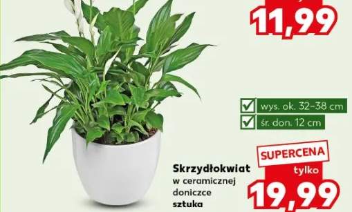 Skrzydłokwiat w ceramicznej doniczce sztuka