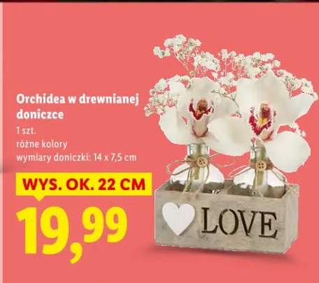 Orchidea w drewnianej doniczce różne kolory