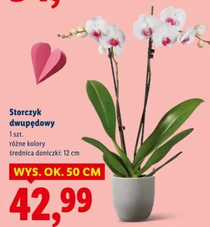 Storczyk dwupędowy różne kolory