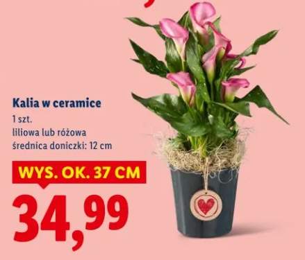 Kalia w ceramice