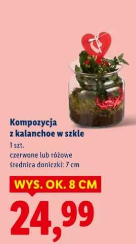 Kompozycja z kalanchoe w szkle