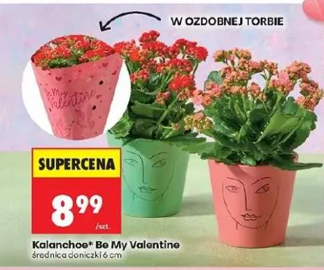 Kalanchoe Be My Valentine średnica doniczki 6 cm