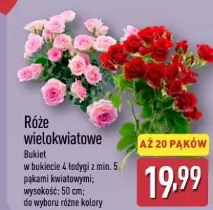 Róże wielokwiatowe