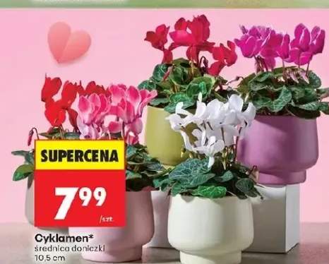 Cyklamen średnica doniczki 10,5 cm