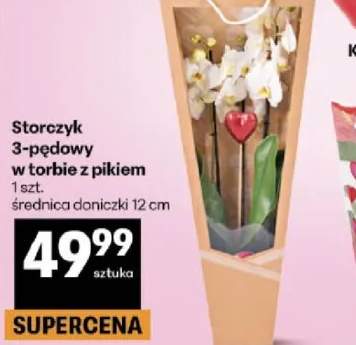 Storczyk 3-pędowy w torbie z pikiem