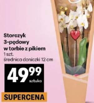 Storczyk 3-pędowy w torbie z pikiem