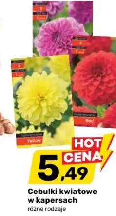 Cebulki kwiatowe w kapersach różne rodzaje