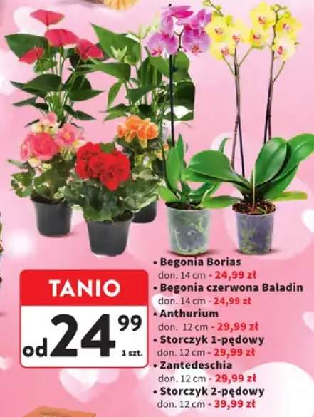 Storczyk 1-pędowy doniczkowy 12cm