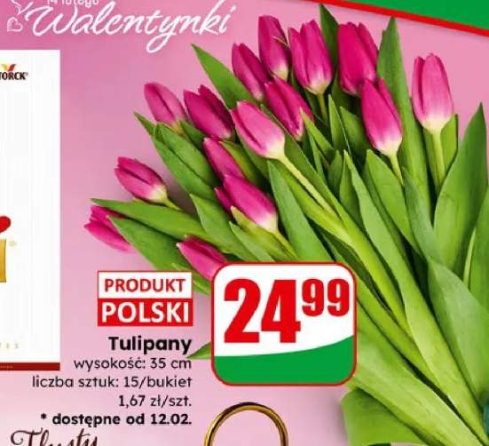 Tulipany wysokość 35 cm liczba sztuk: 15/bukiet