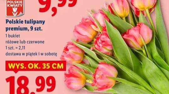Polskie tulipany premium różowe lub czerwone 9szt.