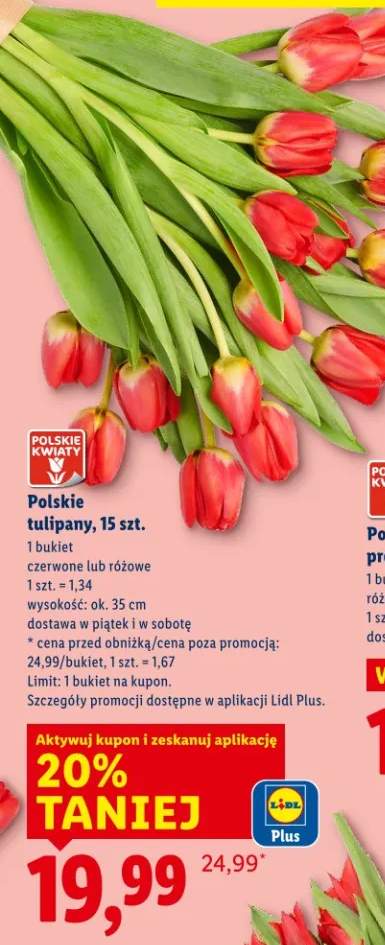 Polskie tulipany czerwone lub różowe 15szt.