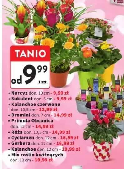 Mix roślin kwitnących doniczkowy 12cm