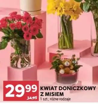 Kwiat doniczkowy z misiem