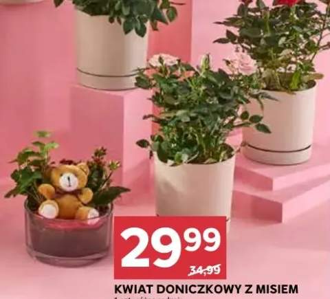 Kwiat doniczkowy z misiem