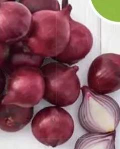 Cebula czerwona