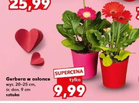 Gerbera w osłonce