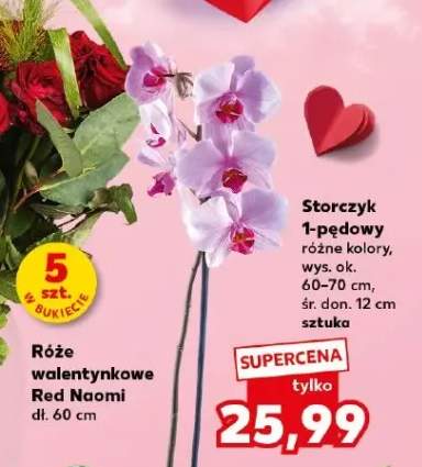 Storczyk 1-pędowy różne kolory