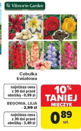 Cebulka kwiatowa BEGONIA, LILIA