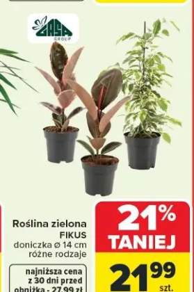 Roślina zielona FIKUS