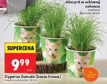 Hiacynt w szklanej osłonce średnica doniczki 16cm