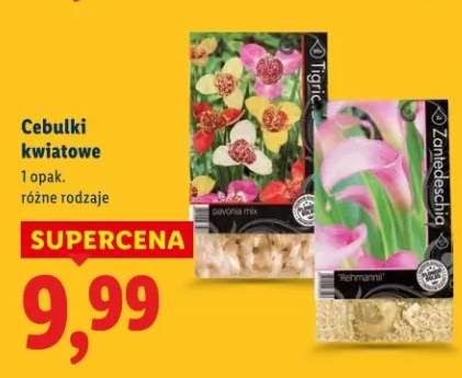 Cebulki kwiatowe różne rodzaje