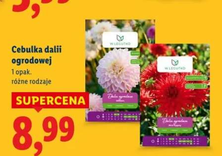 Cebulka dalii ogrodowej różne rodzaje